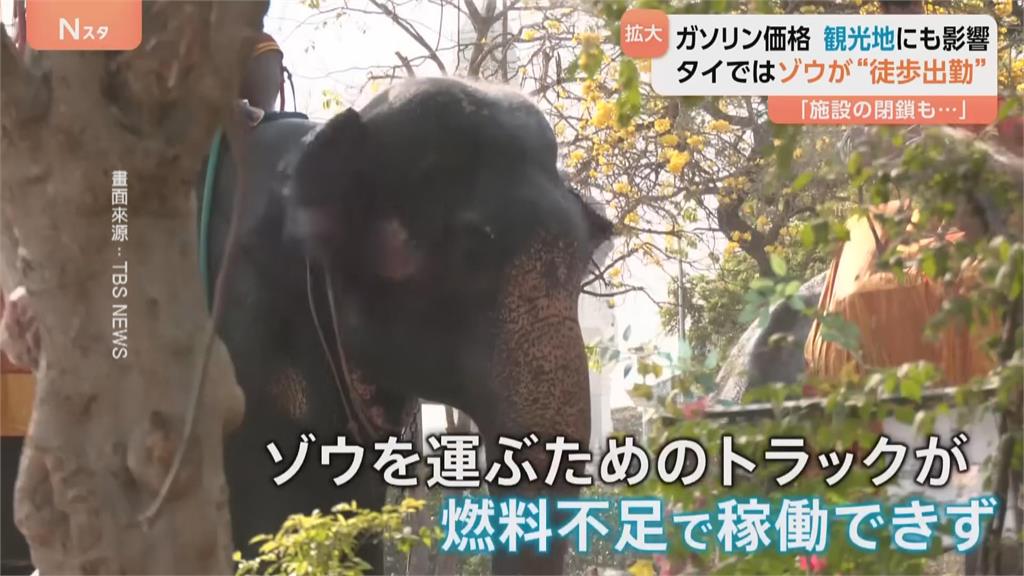 國際油價飆升!運送卡車沒油可開 泰國大象徒步上下班