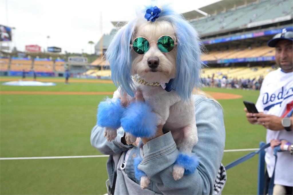 大谷上壘後叼手套成道奇狗狗日焦點　球迷笑：二壘上的大型犬