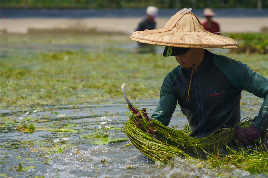 「水蓮」命名和台灣總統有關!萬名網友好奇求證...釣出陳水扁親自回應
