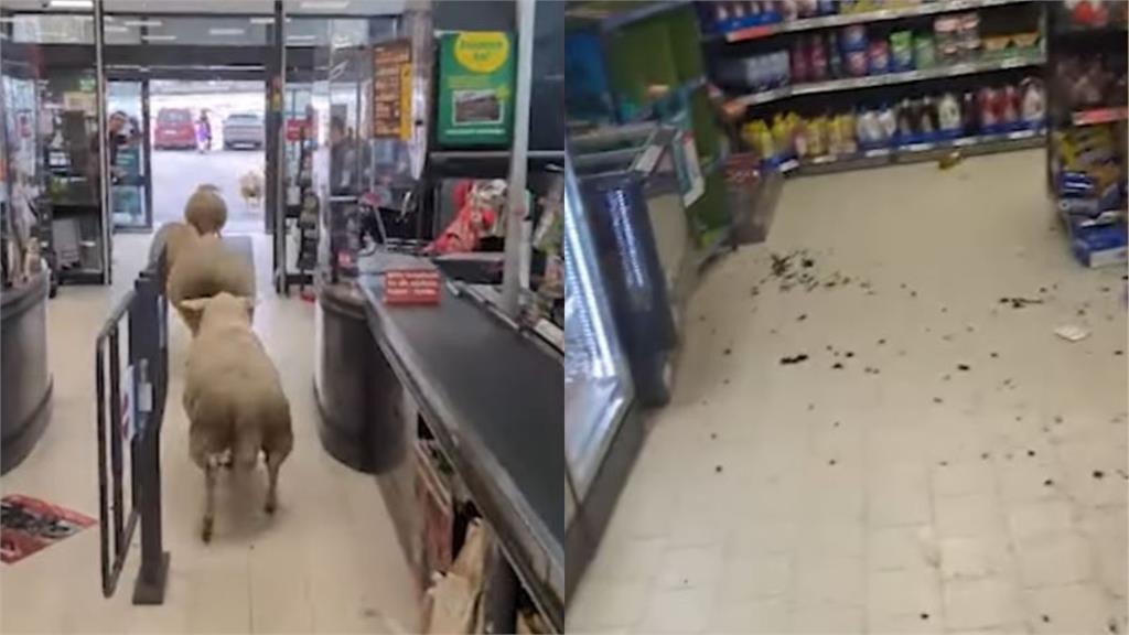 綿羊大軍擠爆超市留下一地混亂！店家：已清潔完畢「不會收取損失賠償」
