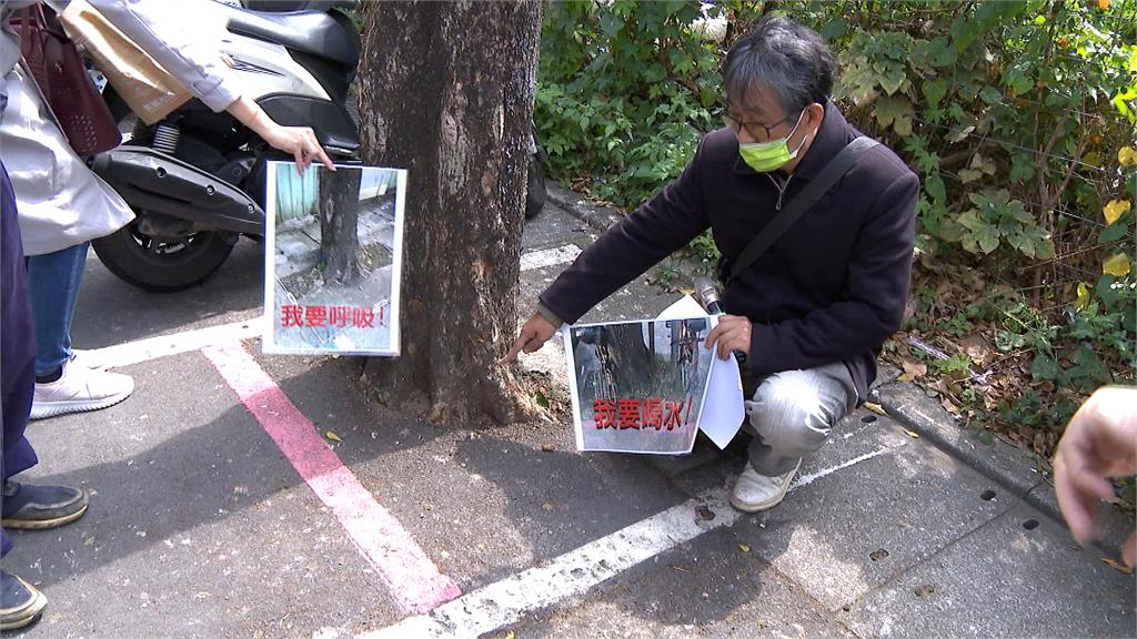 新北土城柏油蓋住路樹植穴 護樹團體控新北市府”虐樹”
