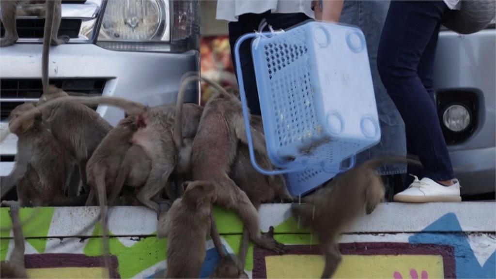 泰國「猴子宴」！猴群狂嗑近27萬台幣大餐　大批遊客爭睹盛況