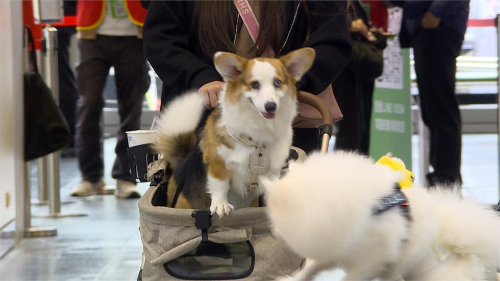 逛寵物展趁機幫愛犬"補貨"　賴總統連肉條都親自試吃！
