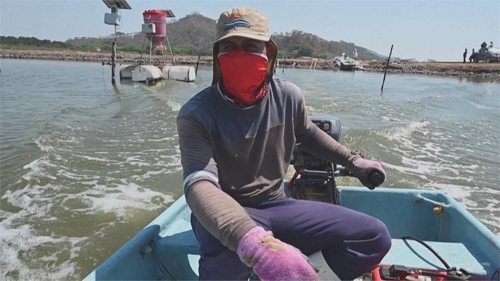 宏都拉斯「斷交台灣、擁抱中國」白蝦崩盤倒一片！宏國總統候選人表態「想與台復交」