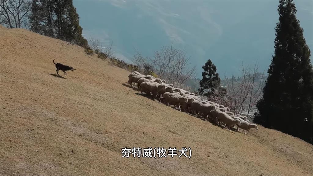 清境年度奔羊節百隻綿羊向前衝　網紅見「遊客暴動」驚：這是奔人吧