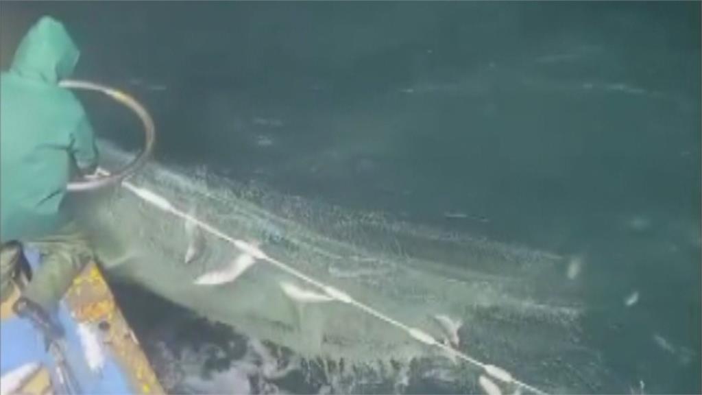 大發「黑金」財！　船長捕獲9千多尾烏魚獲利400萬