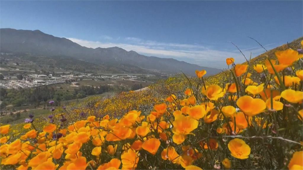 護花！高空拉滑索滑下　極限挑戰只是要賞罌粟花海