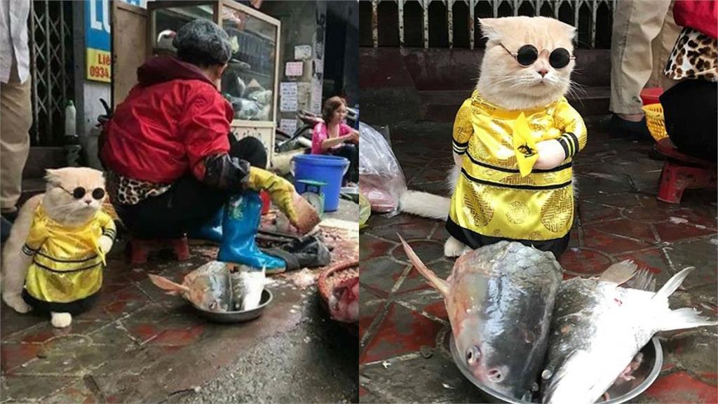 真的不是AI!「站著賣魚」龍袍貓魚販爆紅 主人親揭市場擺攤內幕