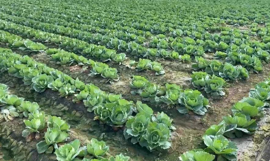 國民蔬菜高麗菜發出紅色警告！　農糧署示警「這情況」籲分散風險