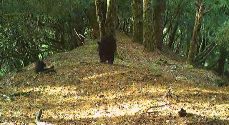 不爽被偷拍? 台灣黑熊出肉肉掌 逼「鏡頭君道歉」