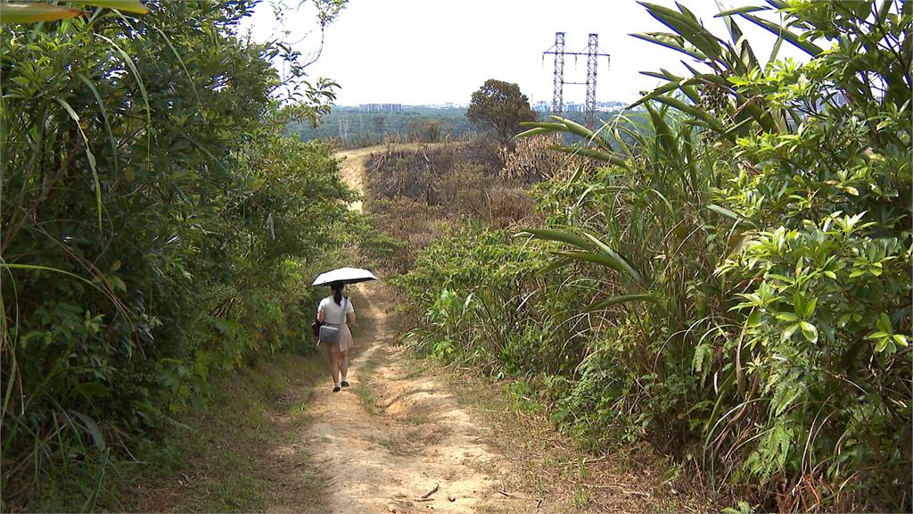 男子攀電塔慘遭電死！　掉落草叢引火燒山　芒草秘境成焦土