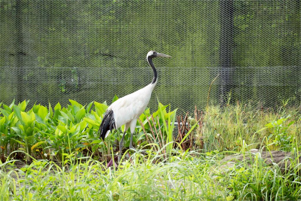 快新聞/整修完成!台北市立動物園明起重新開園 歡迎大小朋友造訪