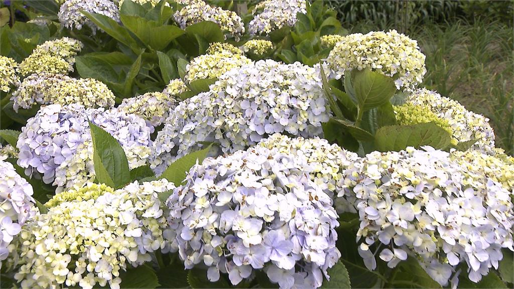 竹子湖繡球花絢麗登場 繽紛花朵+山中雲霧「浪漫爆表」