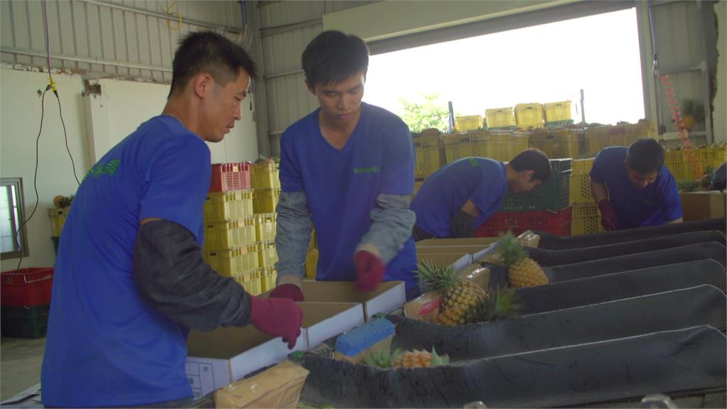 中國封殺台灣鳳梨　農委會開拓多元銷路