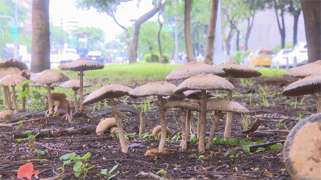 連續大雨高雄現「菇菇森林」　公園處：有毒「綠褶菇」勿食用