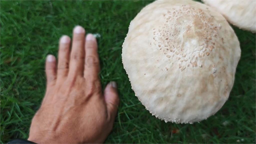 高雄連日大雨公園竟成「菇菇森林」！里長：「這1菇」亂採亂食恐中毒