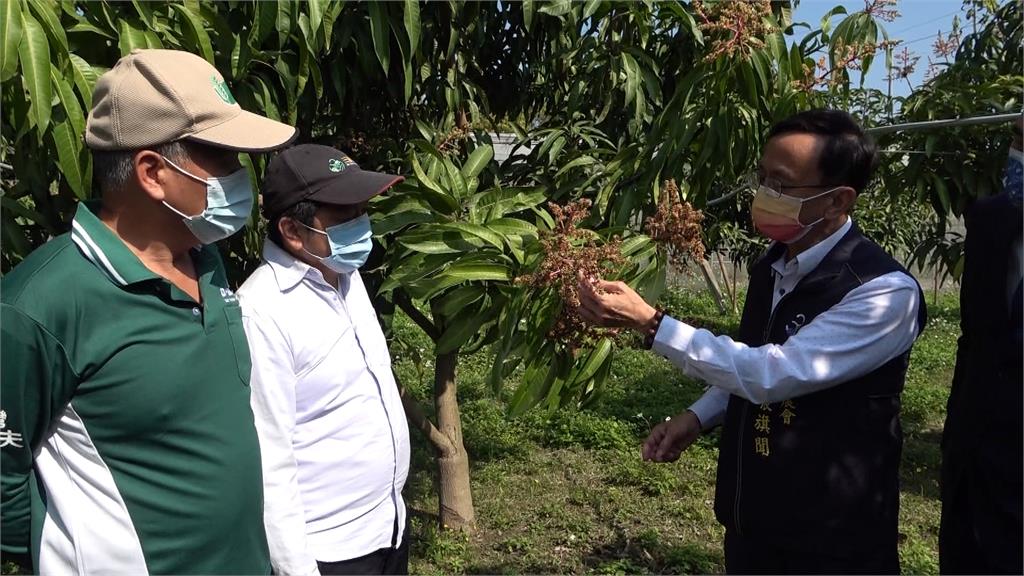 彰化埔心金蜜芒果減產7成 農會啟動保價收購機制