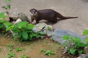日本四國德島動物園　小爪水獺寶寶亮相