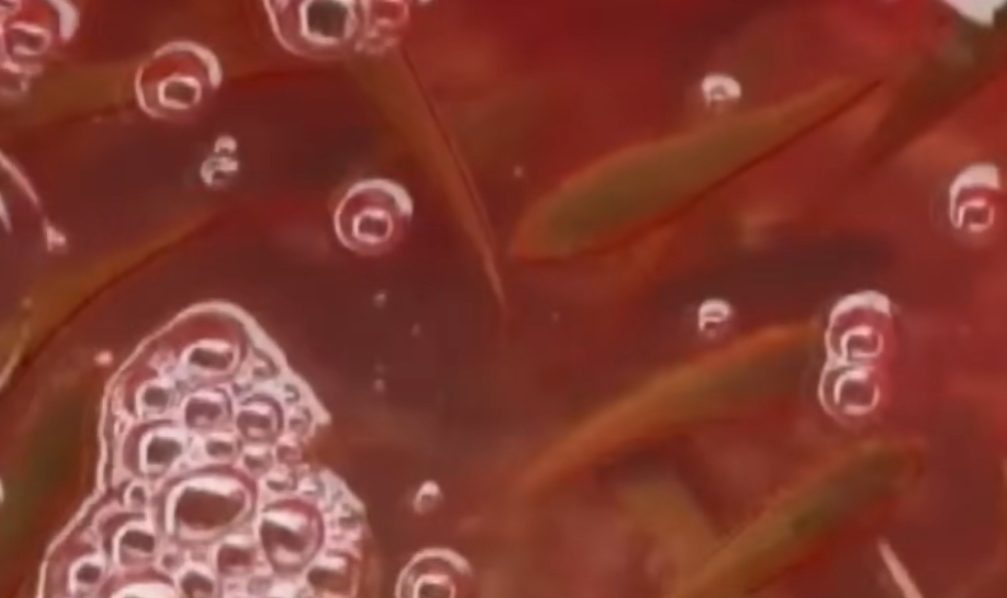 魚虎