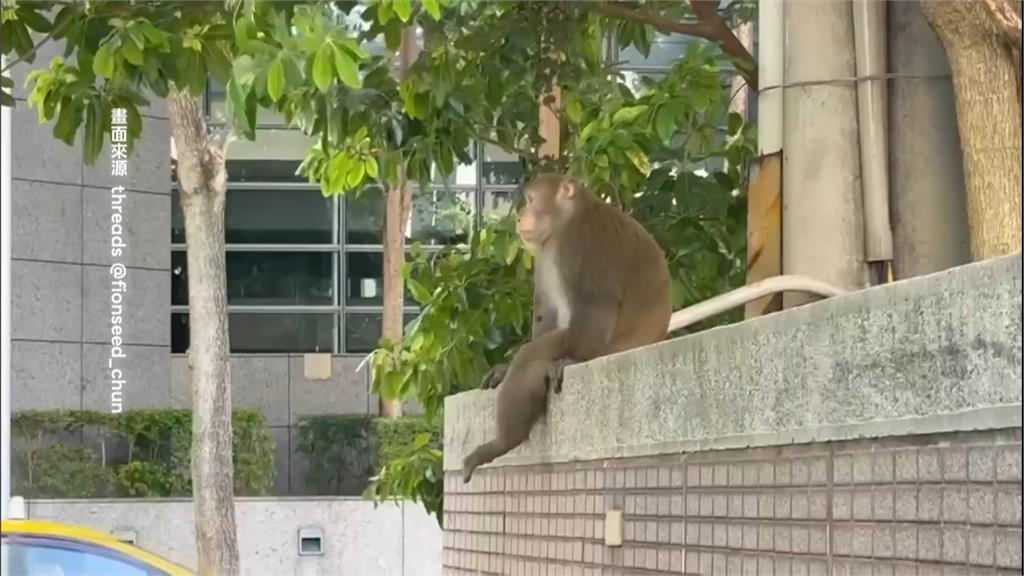 東湖猴哥出沒! 雨天不爬山改看電影 影城躲雨模樣網笑翻