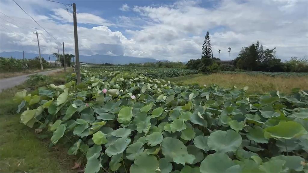 白河蓮子產量少工資漲 每台斤飆破400元