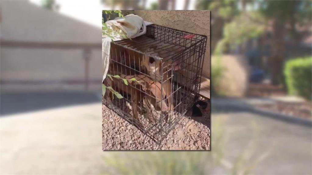 天熱要當心！　美國比特犬遭獨留車內險熱死　飼主依虐待動物送辦