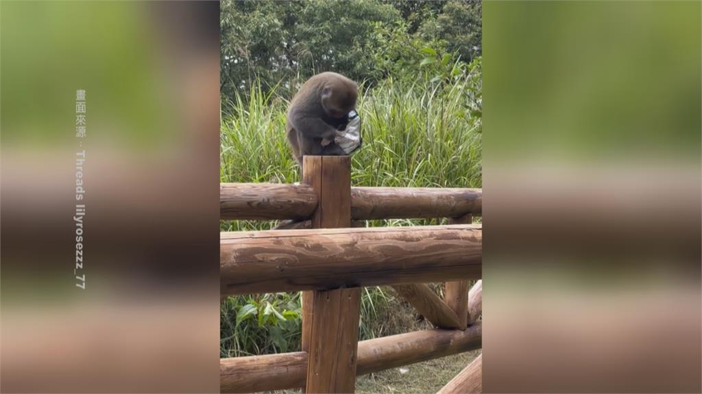 真山道猴子！台18公路「猴抱零食」當路霸　被叭心有不甘讓路了