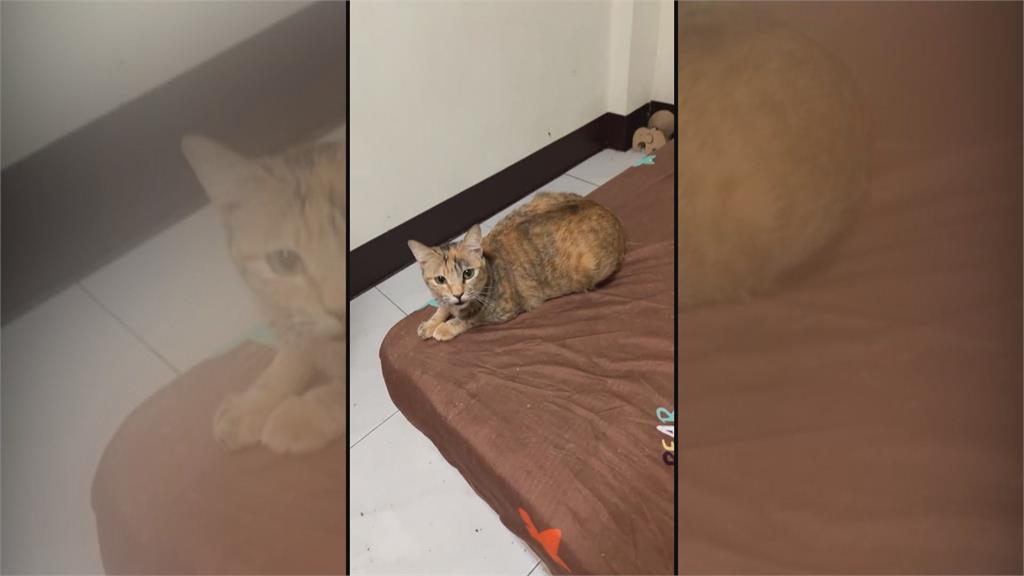 獨家!高雄房東控「房客欠租近十萬」 養24隻貓「解約沒全帶走」