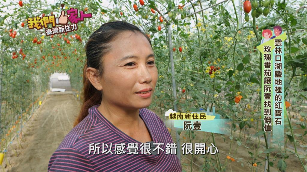 雲林口湖惡地裡的紅寶石 越南新住民種出酸甜玫瑰番茄