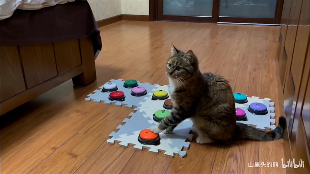 天才主子！超聰明三色貓學用按鈕說話　連詞一整句成功討零食
