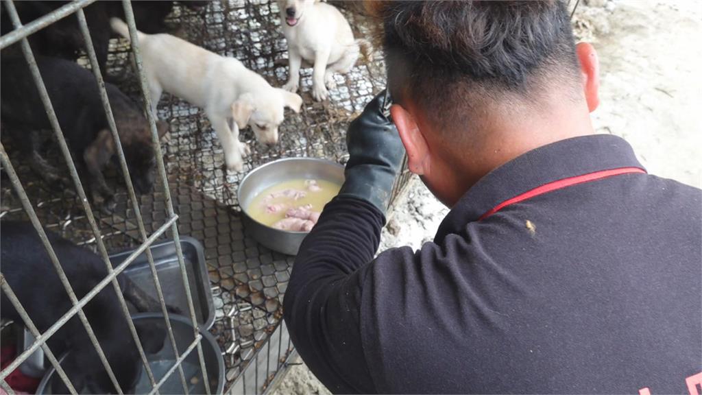 賣房籌措經費　林曉河狗園收容逾700隻流浪貓犬