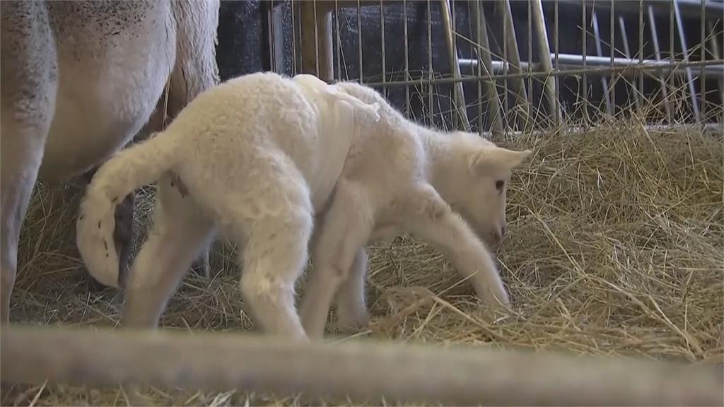 這隻小綿羊很不一樣　一出生「6隻腳」嚇壞牧場夫婦