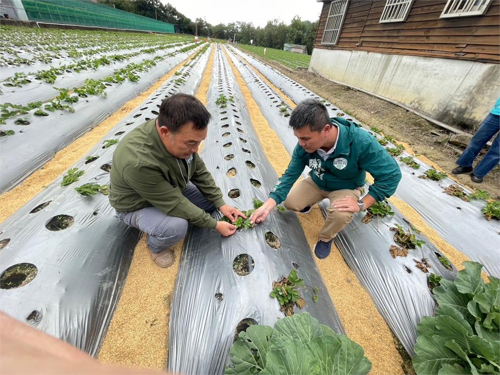 快新聞/苗栗大湖草莓病害嚴重 綠委沈發惠召集相關單位協助處理