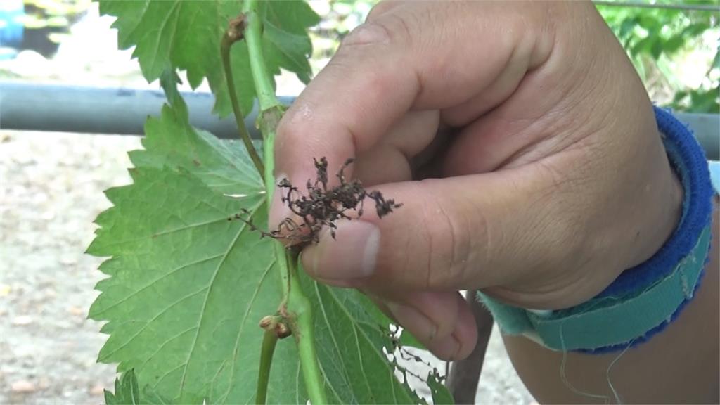 太熱!彰化埔心葡萄花枯萎 葡萄「冬果」恐減產5成