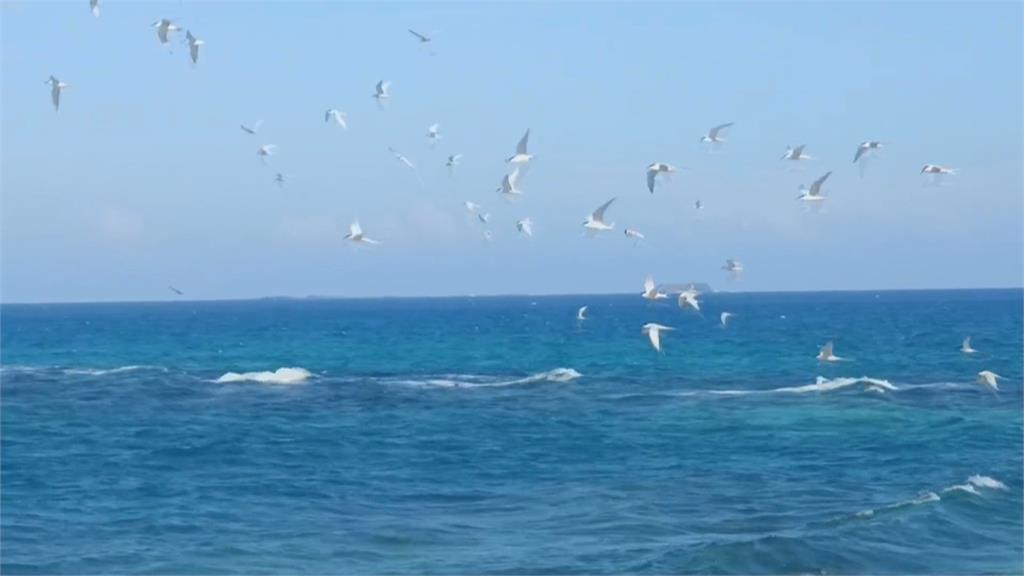澎湖推海鷗季!無人島跳島旅行 滿滿海鷗伴飛超震撼