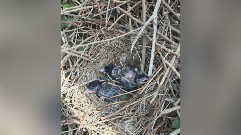 風水比較好？小鳥愛在電桿築巢　台電近2月移除178個鳥巢