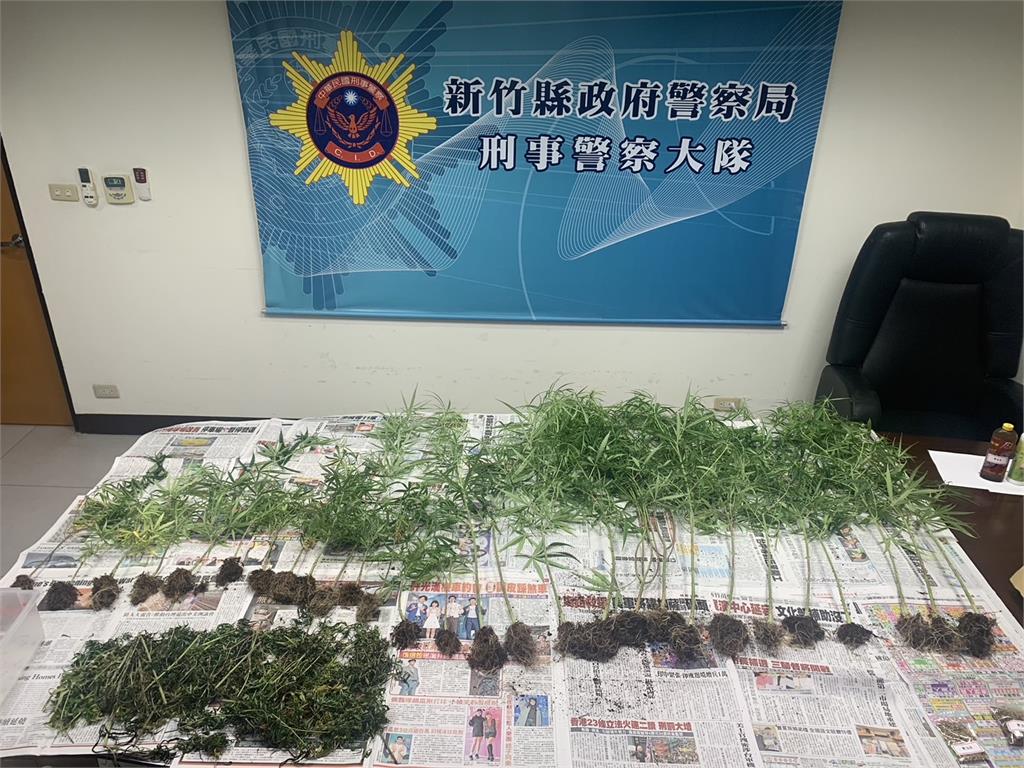 新竹男網路自學家中種大麻 還來不及採收就被逮