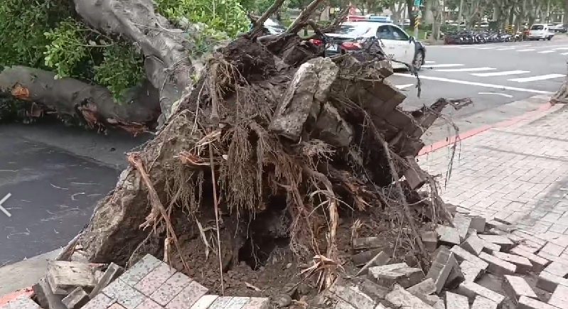 快新聞／「卡努」來襲台北颳強風　士林路樹連根拔起倒路上「畫面曝光」