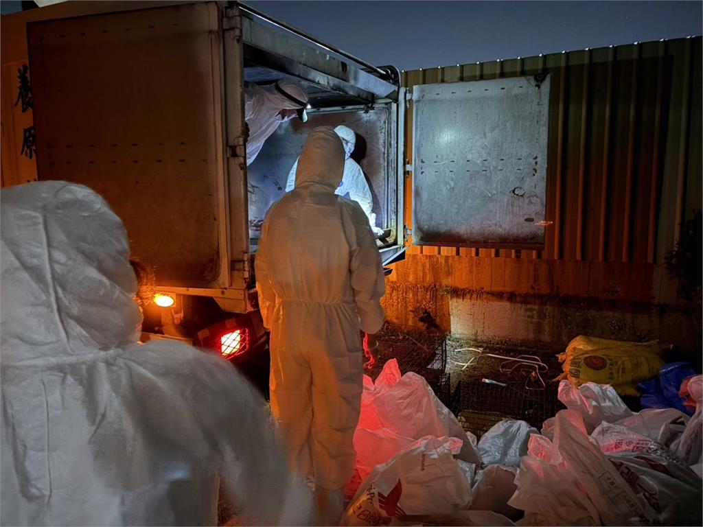 快新聞／8年來首見！桃園驚傳爆發H5N1　急撲殺2500隻珍珠雞