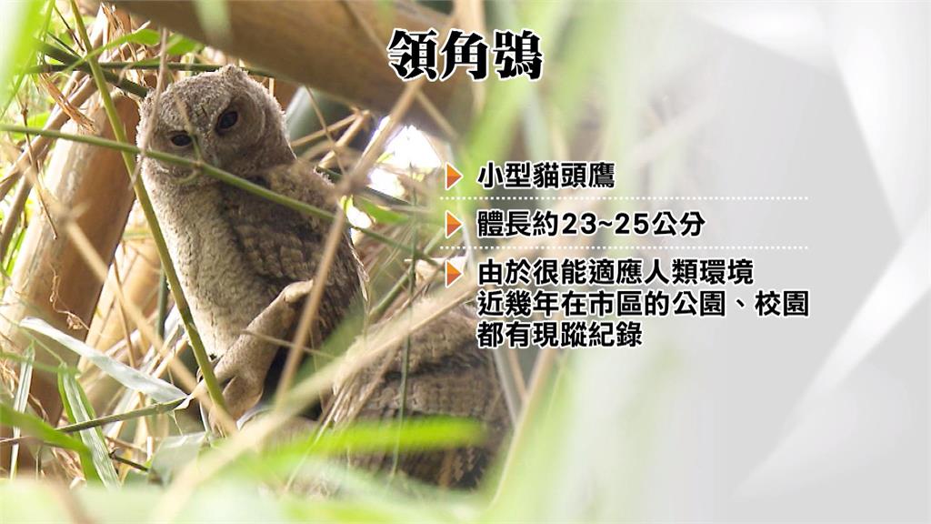 高雄烏松濕地公園捕捉二級保育類動物「領角鴞」蹤跡 模樣呆萌可愛