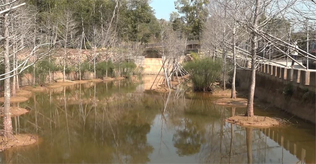 業者野溪設置攔砂壩、河道種落羽松　民眾檢舉：恐影響水土保持