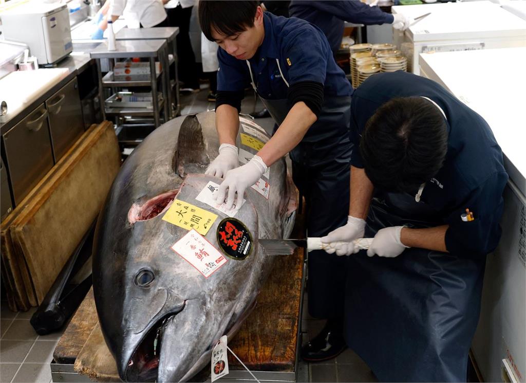 快新聞/史上次高!日本豐洲市場黑鮪首拍4337萬 捕獲漁民:肥的像頭牛