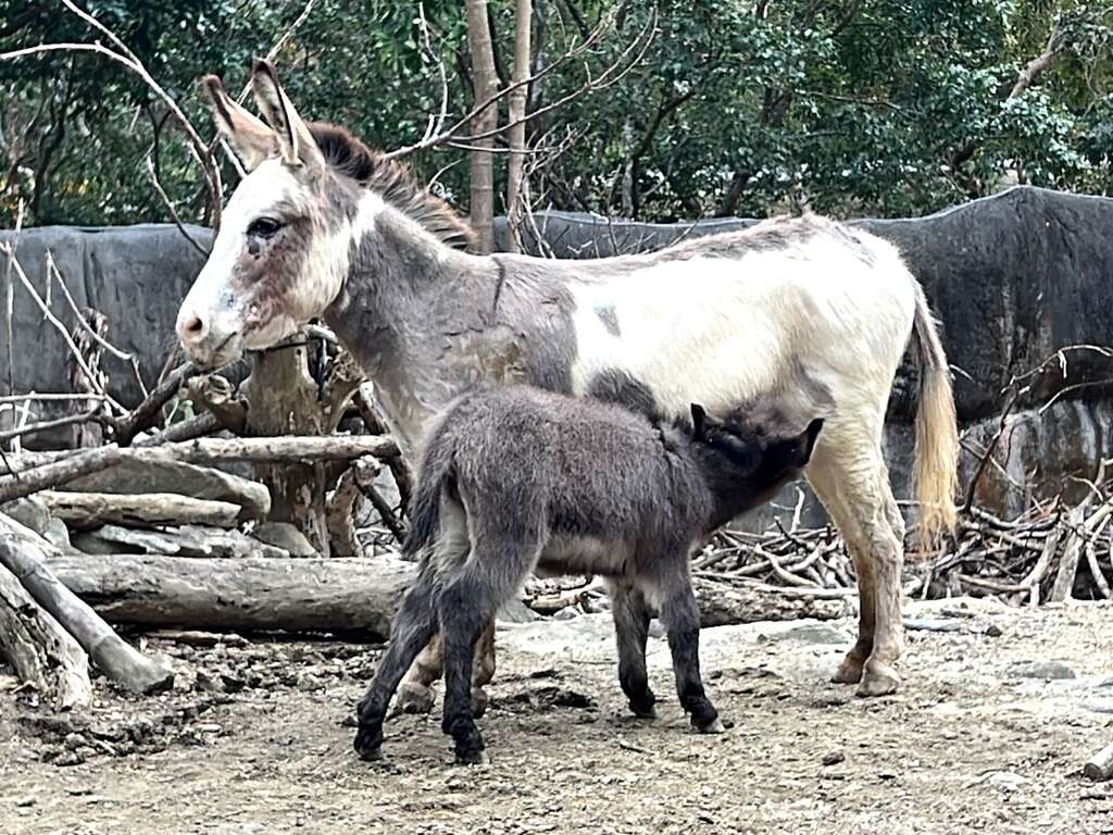 快新聞/壽山動物園迎喜訊!水豚三胞胎、蓬鬆可愛小驢寶寶出生 超萌畫面曝