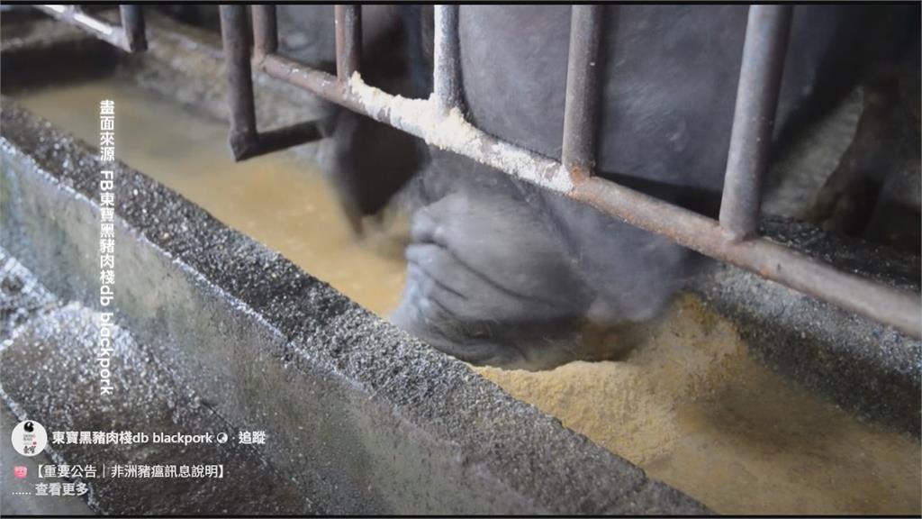 屏東黑毛豬「不吃廚餘」聽音樂長大　肉質佳獲高檔餐廳選用