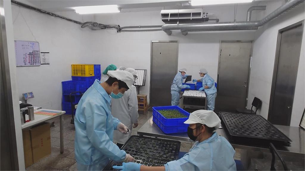AI助攻! 板橋「智慧植物工廠」 自動化生產水耕蔬菜