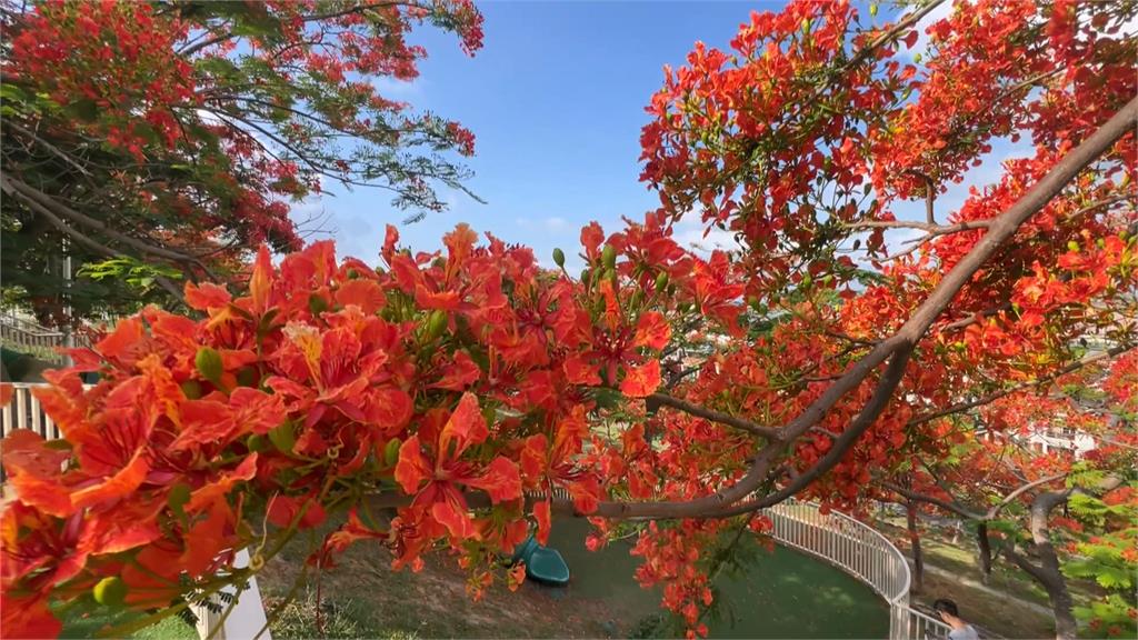 大坪頂公園「鳳凰花爆發」 推手賴瑞隆:盼高雄更繽紛