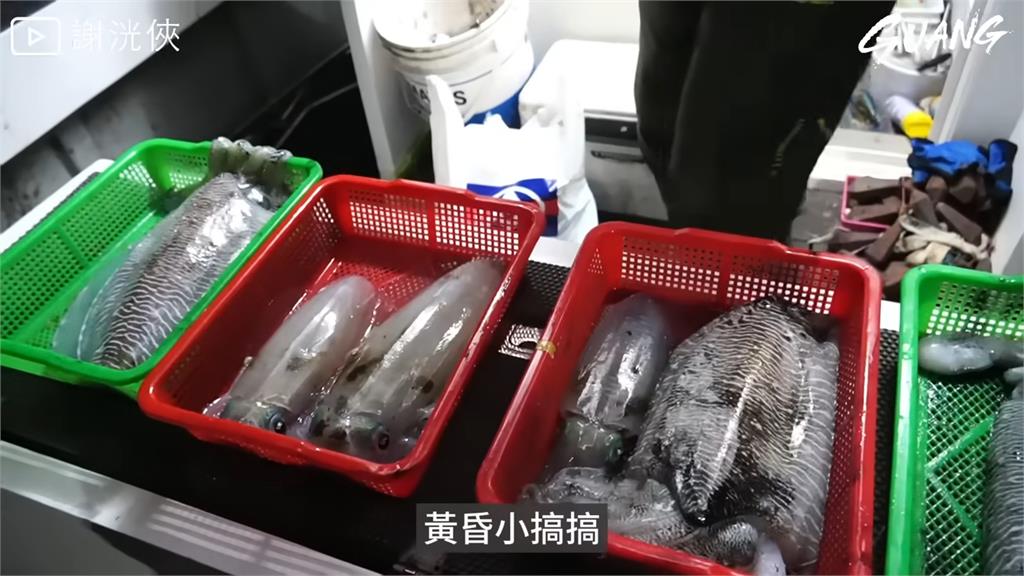 大豐收!30年在澎湖沒遇南魷「開撈比腳大花枝」 Kid:小的這種最好吃