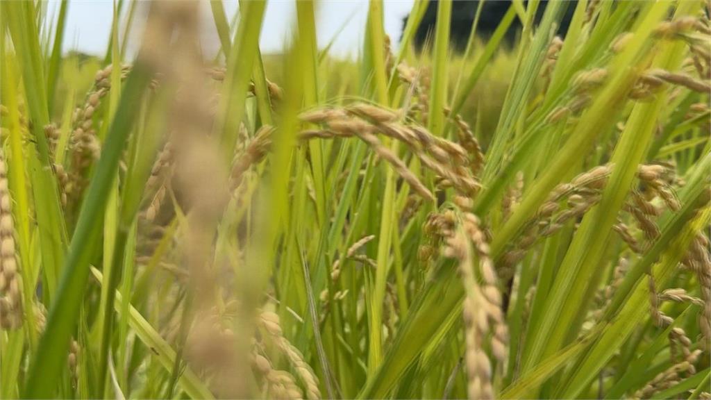 談關稅以糧食安全為原則 知情人士曝:對稻米寸步不讓