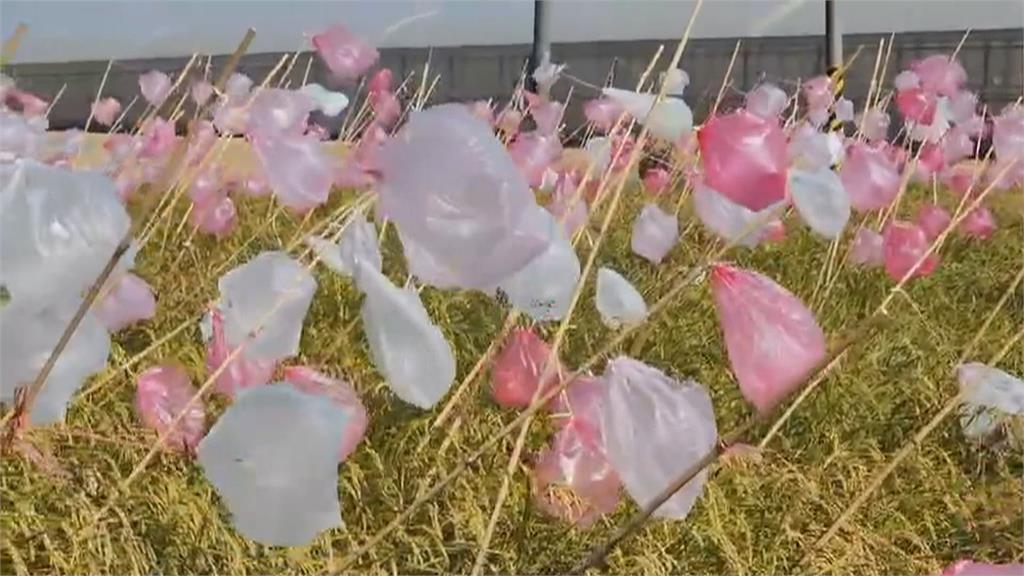 農民自製塑膠袋驅鳥神器　遠看如小氣球搖曳成另類打卡熱點