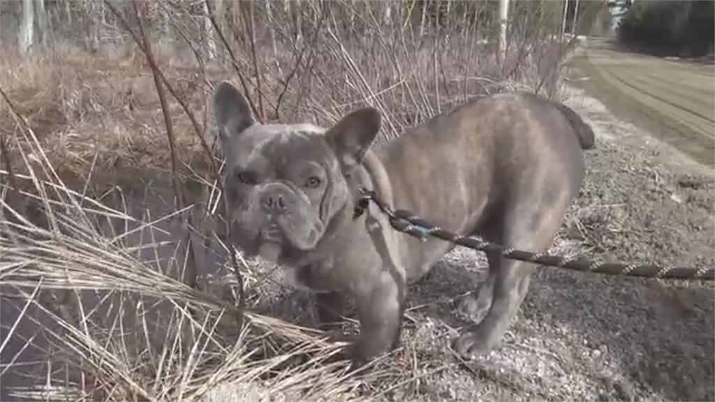 美緬因州愛犬失蹤 無人機搜尋引導救援安全回家